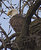 A Watchful Eye