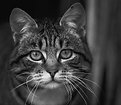 Picture Title - Cat Portrait In B&W