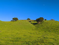 Picture Title - grassy field 