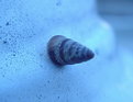 Picture Title - snail