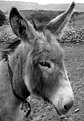 Picture Title - sweet donkey