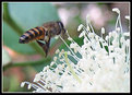 Picture Title - Let it Bee