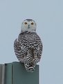 Picture Title - Female Snowy Owl