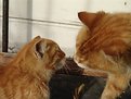 Picture Title - cat's dad&son relationship