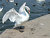 landing of  the swan