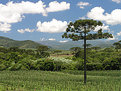Picture Title - Araucaria