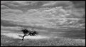 Picture Title - small tree on Holy Island