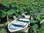 boat surrounded by lotus
