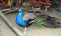 Picture Title - Wild Peacock