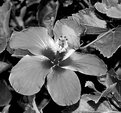 Picture Title - Hibiscus Black & White