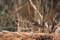 Picture Title - blue throat