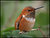 Rufous Hummingbird