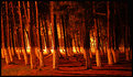 Picture Title - night at the forest