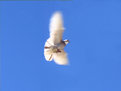 Picture Title - freedom
