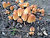 Toadstools in the Park1
