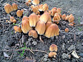 Picture Title - Toadstools in the Park1