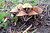 Toadstools in the Park2