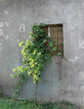 Picture Title - vine set against a window 