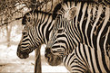 Picture Title - Zebras in Etosha/ Namibia