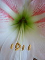 Picture Title - Stamens