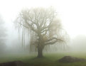 Picture Title - Willow in Fog