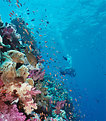 Picture Title - Reef wall 