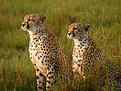 Picture Title - Cheetah 