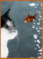 Picture Title - the fish, the cat and the curiosity