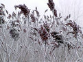 Picture Title - Frosted Sumac