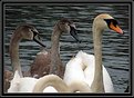Picture Title - Swan Patterns