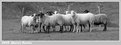 Picture Title - Pecore che Guardano