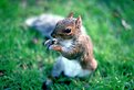 Picture Title - Squirrel having lunch