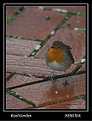 Picture Title - Robin