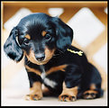 Picture Title - Winnie (Dachshund Puppy)