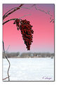 Picture Title - Winter Colors