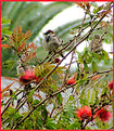 Picture Title - Sparrows