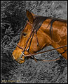 Picture Title - Horse @ Borges Ranch