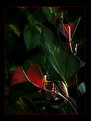 Picture Title - === Anthuriums ===