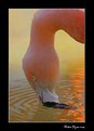 Picture Title - Flamingo