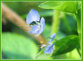 Picture Title - Blue in Green