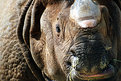 Picture Title - Indian Rhino II