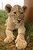 Lion Cub