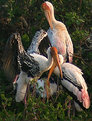 Picture Title - painted storks