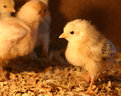 Picture Title - Golden chick..