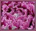 Picture Title - Wet Cabbage