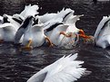 Picture Title - Pelican Butts