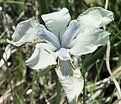 Picture Title - White Iris