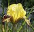 Yellow Iris