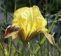 Picture Title - Yellow Iris