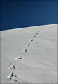 Picture Title - + Follow The Foot Prints +